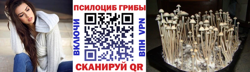 Купить  Зерноград  Галлюциногенные грибы Cubensis 